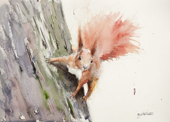 squirrel watercolour